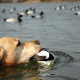 Duck Hunting Duck Hunting