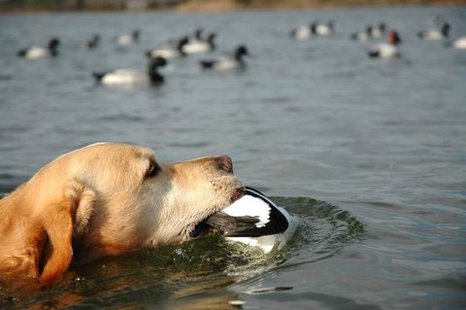 Duck Hunting Duck Hunting