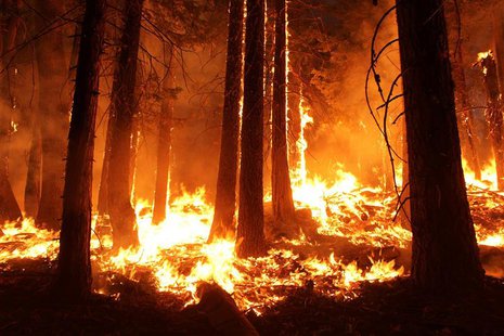 The Rim Fire burns at night in this undated United States Forest Service handout photo near Yosemite National Park, California, released to The Rim Fire burns at night in this undated United States Forest Service handout photo near Yosemite National Park, California, released to