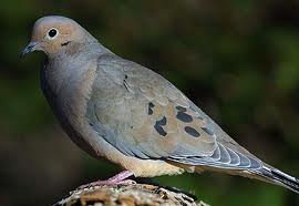 Mourning Dove Mourning Dove