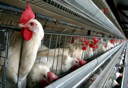 Chickens eat at a farm near Managua, February 26, 2004. Chickens eat at a farm near Managua, February 26, 2004.