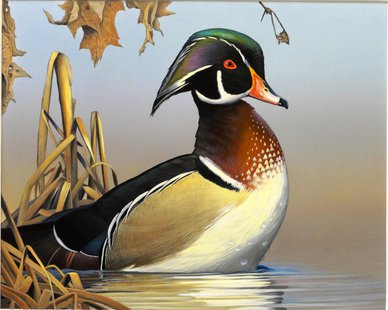 2014 Waterfowl Stamp by Caleb Metrich of Lake Tomahawk 2014 Waterfowl Stamp by Caleb Metrich of Lake Tomahawk
