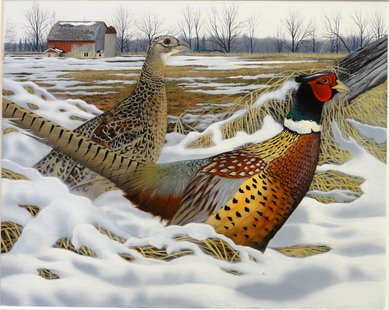 2014 Pheasant Stamp by Caleb Metrich of Lake Tomahawk 2014 Pheasant Stamp by Caleb Metrich of Lake Tomahawk
