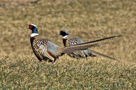 South Dakota expected to offer the best pheasant hunting experience in the country this year. (KELO file) South Dakota expected to offer the best pheasant hunting experience in the country this year. (KELO file)