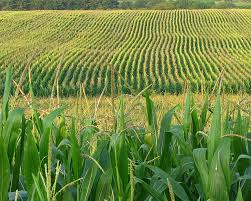 corn field corn field