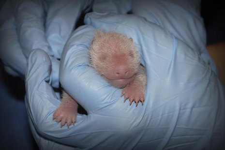 The giant panda cub born 5:32 p.m. on August 23, 2013 at the Smithsonian's National Zoo is pictured receiving an exam from animal care staff The giant panda cub born 5:32 p.m. on August 23, 2013 at the Smithsonian's National Zoo is pictured receiving an exam from animal care staff