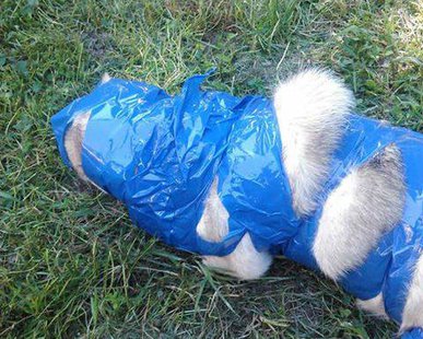 Paco, the dog wrapped in duct tape that started an animal abuse investigation in Stratford, WI
Paco, the dog wrapped in duct tape that started an animal abuse investigation in Stratford, WI