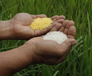 A scientist shows "Golden Rice" (L) and ordinary rice at the laboratory of the International Rice Research Institute in Los Banos, Laguna so A scientist shows "Golden Rice" (L) and ordinary rice at the laboratory of the International Rice Research Institute in Los Banos, Laguna so