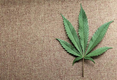 A marijuana leaf is displayed at Canna Pi medical marijuana dispensary in Seattle, Washington, November 27, 2012. REUTERS/Anthony Bolante A marijuana leaf is displayed at Canna Pi medical marijuana dispensary in Seattle, Washington, November 27, 2012. REUTERS/Anthony Bolante