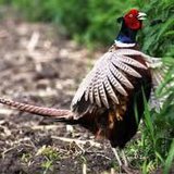 Pheasant Pheasant