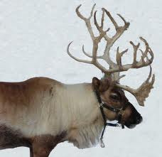Reindeer Reindeer