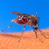 Mosquito Mosquito