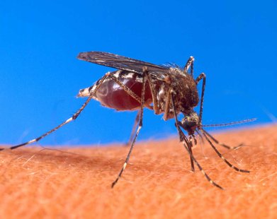 Mosquito Mosquito