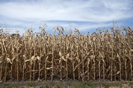 Drought Drought