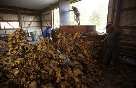 Workers bundle flue-cured tobacco at Shelly Farms in the Pleasant View community of Horry County, South Carolina July 26, 2013. REUTERS/Rand Workers bundle flue-cured tobacco at Shelly Farms in the Pleasant View community of Horry County, South Carolina July 26, 2013. REUTERS/Rand