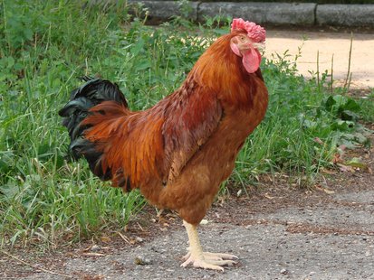 Chicken (Photo by: Timophey Tkachik). Chicken (Photo by: Timophey Tkachik).
