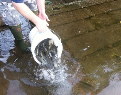 Wisconsin DNR restocking lake with 6 to 8 inch Walleye fingerlings
Wisconsin DNR restocking lake with 6 to 8 inch Walleye fingerlings