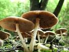 shitake mushrooms shitake mushrooms