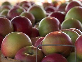 Michigan Apples Michigan Apples
