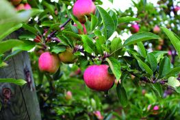 Big apples and a big crop this year in Michigan. Big apples and a big crop this year in Michigan.