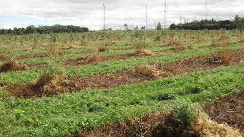 639 young cherry trees were damaged recently at Seaquist Orchard near Sister Bay. (Photo by: FOX 11). 639 young cherry trees were damaged recently at Seaquist Orchard near Sister Bay. (Photo by: FOX 11).