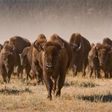Custer State Park invites visitors to attend the annual Buffalo Roundup on Friday, Sept. 27. (GFP.SD.gov) Custer State Park invites visitors to attend the annual Buffalo Roundup on Friday, Sept. 27. (GFP.SD.gov)