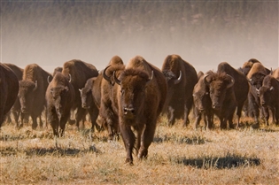 Custer State Park invites visitors to attend the annual Buffalo Roundup on Friday, Sept. 27. (GFP.SD.gov) Custer State Park invites visitors to attend the annual Buffalo Roundup on Friday, Sept. 27. (GFP.SD.gov)