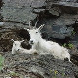 The South Dakota Game, Fish and Parks Department recently relocated 22 mountain goats from Utah to South Dakota Black Hills. (mitchlee83 photo) The South Dakota Game, Fish and Parks Department recently relocated 22 mountain goats from Utah to South Dakota Black Hills. (mitchlee83 photo)
