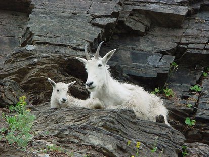 The South Dakota Game, Fish and Parks Department recently relocated 22 mountain goats from Utah to South Dakota Black Hills. (mitchlee83 photo) The South Dakota Game, Fish and Parks Department recently relocated 22 mountain goats from Utah to South Dakota Black Hills. (mitchlee83 photo)