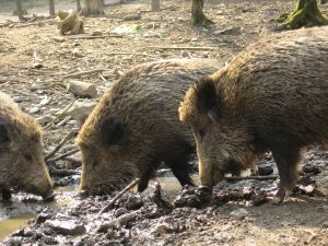 Wild Pigs Wild Pigs