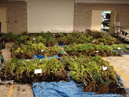 Law enforcement in Manitowoc County seized 285 marijuana plants in the Town of Mishicot on Friday, September 20, 2013. (Photo by: Manitowoc County Metro Drug Unit). Law enforcement in Manitowoc County seized 285 marijuana plants in the Town of Mishicot on Friday, September 20, 2013. (Photo by: Manitowoc County Metro Drug Unit).