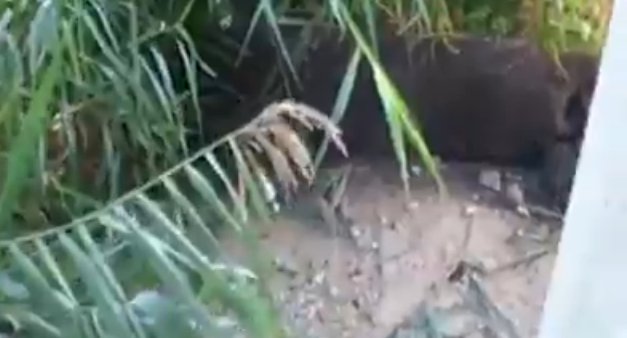 The drop at the base of the pier in question. Video capture from WisDOT video supplied to Midwest Communications