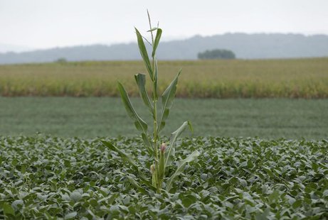 A lone corn stalk is seen in a soybean field on a farm in Coatsville, Maryland August 30, 2013. REUTERS/Gary Cameron A lone corn stalk is seen in a soybean field on a farm in Coatsville, Maryland August 30, 2013. REUTERS/Gary Cameron
