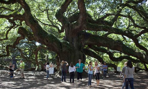 Vistitors check out the Angel Oak tree in Charleston, South Carolina September 24, 2013. REUTERS/Randall Hill Vistitors check out the Angel Oak tree in Charleston, South Carolina September 24, 2013. REUTERS/Randall Hill