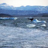 A whale dives into sea off the coast of Greenland's capital Nuuk October 17, 2012. REUTERS/Alistair Scrutton A whale dives into sea off the coast of Greenland's capital Nuuk October 17, 2012. REUTERS/Alistair Scrutton