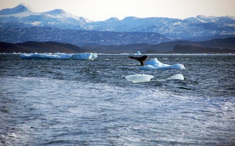 A whale dives into sea off the coast of Greenland's capital Nuuk October 17, 2012. REUTERS/Alistair Scrutton A whale dives into sea off the coast of Greenland's capital Nuuk October 17, 2012. REUTERS/Alistair Scrutton