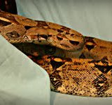A picture of Finley, the boa constrictor found in Sheboygan County. A picture of Finley, the boa constrictor found in Sheboygan County.