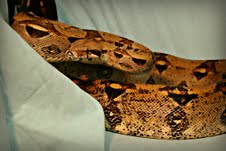 A picture of Finley, the boa constrictor found in Sheboygan County. A picture of Finley, the boa constrictor found in Sheboygan County.