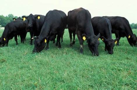 Angus Cattle Angus Cattle