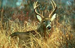 White Tail Deer White Tail Deer