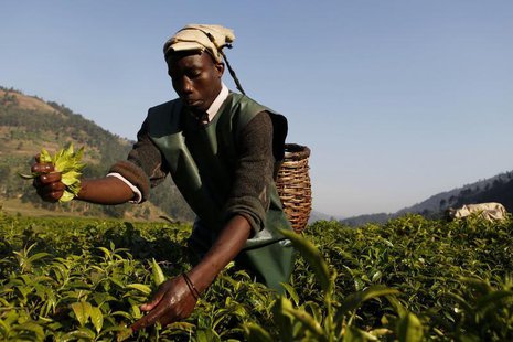 A Rwandan tea picker works in a field at Mulindi estate, about 60 km (40 miles) north of the capital Kigali, August 5, 2010. REUTERS/Finbarr A Rwandan tea picker works in a field at Mulindi estate, about 60 km (40 miles) north of the capital Kigali, August 5, 2010. REUTERS/Finbarr