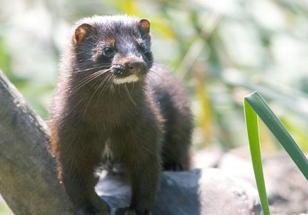 Mink (By qmnonic, uploaded by Mariomassone via Wikimedia Commons) Mink (By qmnonic, uploaded by Mariomassone via Wikimedia Commons)