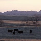 Proper documentation of lost livestock is critical to ensure processing of potential claims. (SDDA.gov) Proper documentation of lost livestock is critical to ensure processing of potential claims. (SDDA.gov)