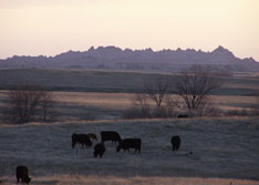 Proper documentation of lost livestock is critical to ensure processing of potential claims. (SDDA.gov) Proper documentation of lost livestock is critical to ensure processing of potential claims. (SDDA.gov)