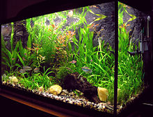 Fish tank owners should wear rubber gloves when they clean tanks. Fish tank owners should wear rubber gloves when they clean tanks.