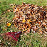raking leaves raking leaves