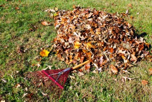 raking leaves raking leaves