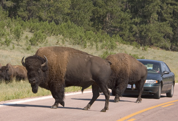 Despite the ongoing shutdown of the federal government, all state parks and state hunting areas in South Dakota remain open. gfp.sd.gov Despite the ongoing shutdown of the federal government, all state parks and state hunting areas in South Dakota remain open. gfp.sd.gov