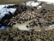 Dead South Dakota Cattle Dead South Dakota Cattle