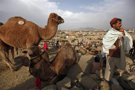 A vendor waits for customers at a livestock market in Kabul October 13, 2013. REUTERS/Mohammad Ismail A vendor waits for customers at a livestock market in Kabul October 13, 2013. REUTERS/Mohammad Ismail